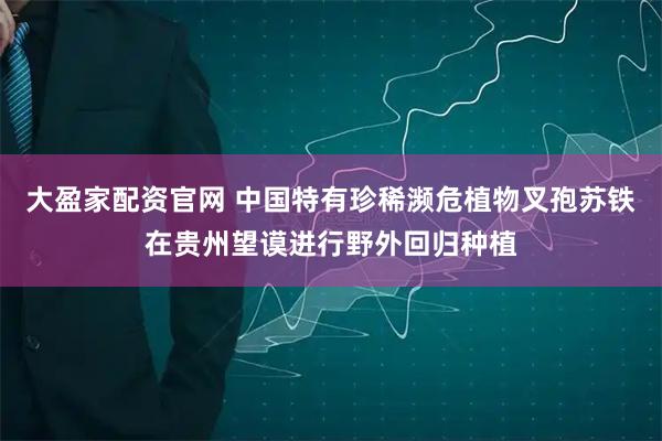 大盈家配资官网 中国特有珍稀濒危植物叉孢苏铁在贵州望谟进行野外回归种植